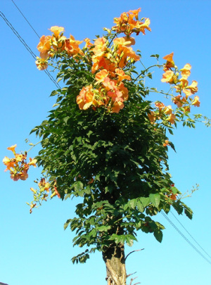 一本仕立ての　ノウゼンカズラ